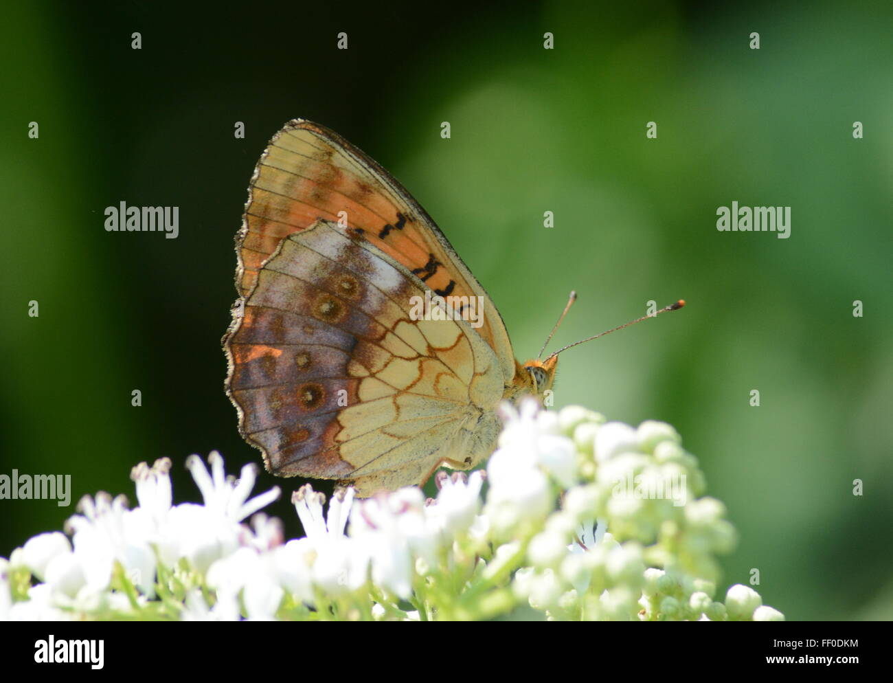 Marbled fritillary butterfly (Brenthis daphne) nectar sur les fleurs dans le Nord de la Grèce Banque D'Images