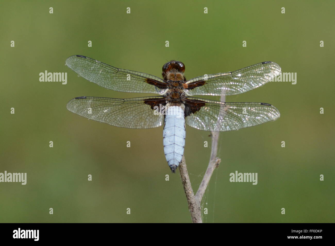 À corps large chaser dragonfly (Libellula depressa) de sexe masculin dans la Grèce du Nord Banque D'Images