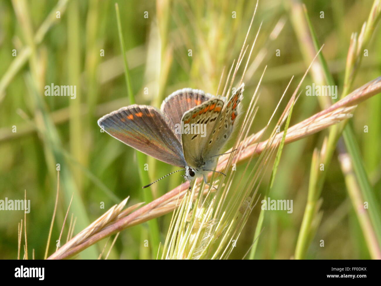 Chapman's Blue Butterfly (Polyommatus thersites) de l'herbe dans le Nord de la Grèce Banque D'Images