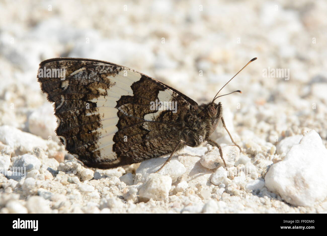 Grande ombre bagués (papillon Brintesia circe) dans le Nord de la Grèce Banque D'Images