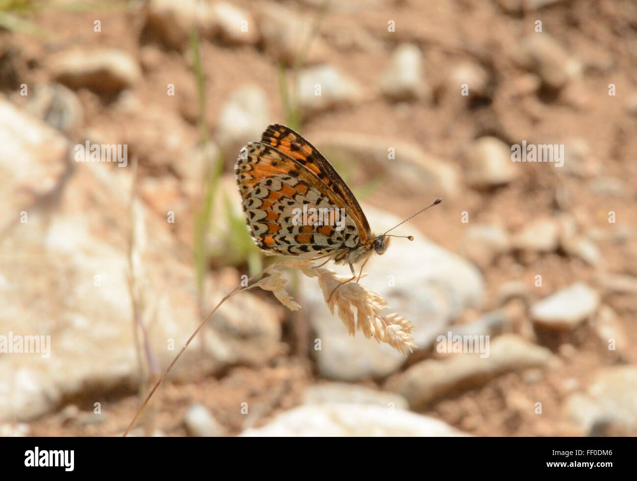 Spotted fritillary butterfly (Melitaea didyma) de l'herbe dans le Nord de la Grèce Banque D'Images