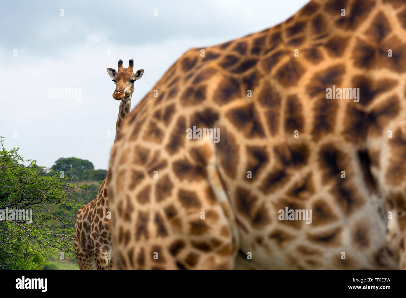 Cape Girafe Giraffa camelopardalis les jeunes à la recherche sur les femmes Banque D'Images