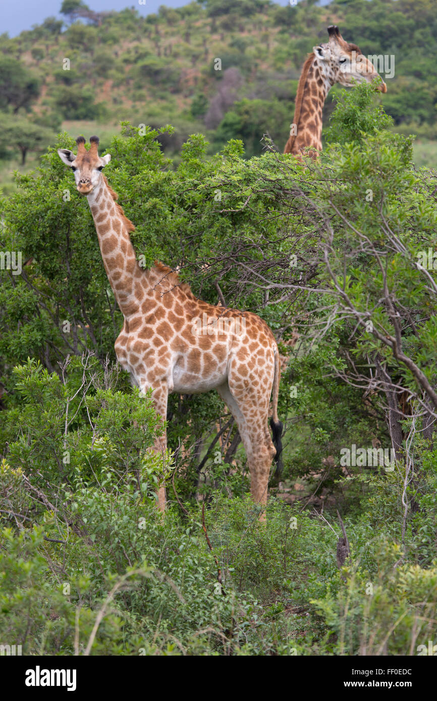 Cape Girafe Giraffa camelopardalis alimentation groupe Banque D'Images