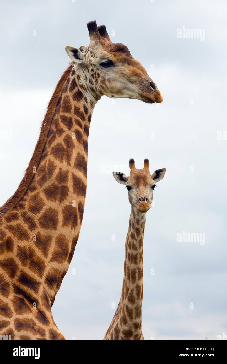 Un groupe d'Azur Girafe Giraffa camelopardalis Natal Afrique du Sud Banque D'Images