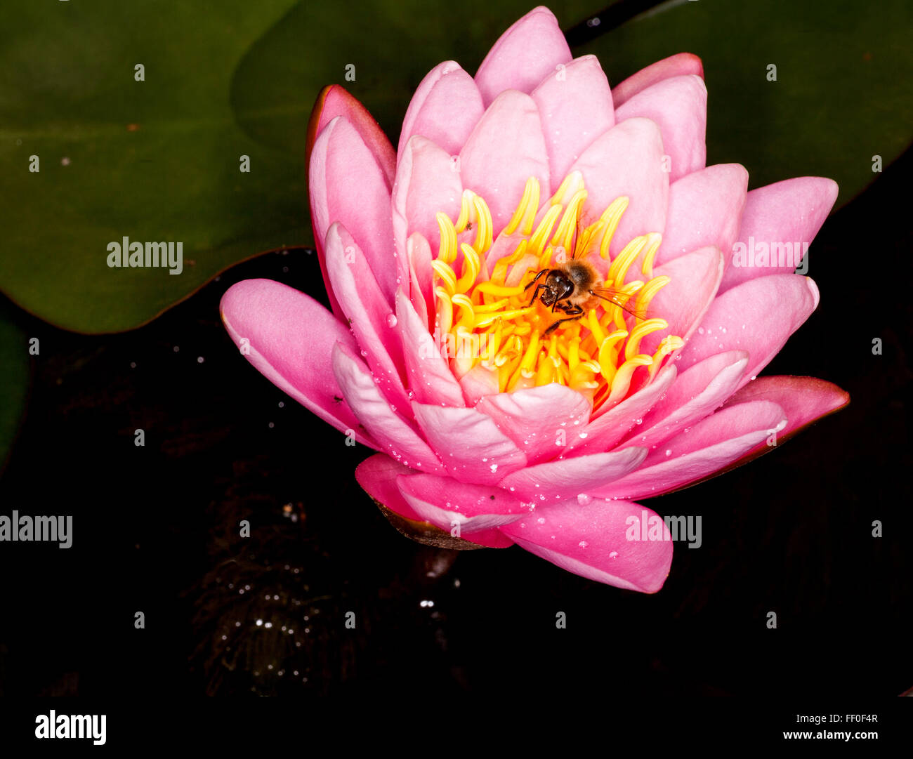 L'Nymphaeaceae sont aquatiques, herbes rhizomateuse .Les membres de cette famille sont communément appelés nénuphars Banque D'Images