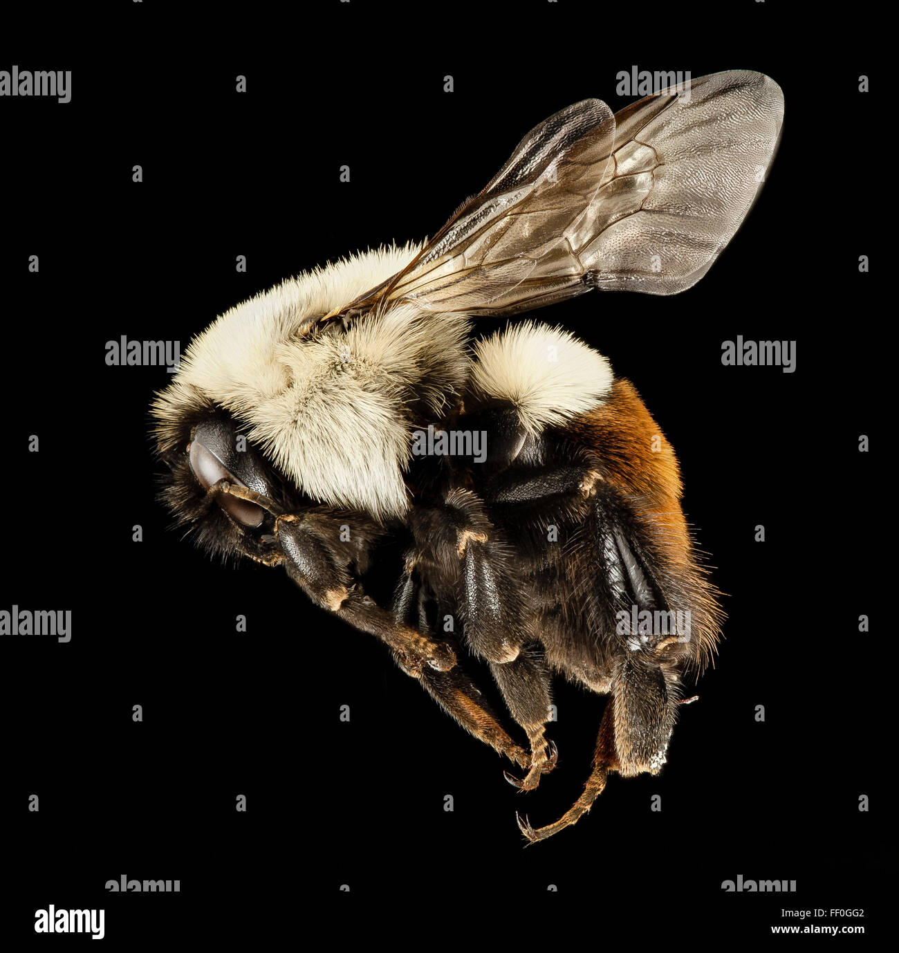 Photographie de Bombus impatiens, une forme rouge du bourdon commun, prise dans le comté de Frederick, Maryland. Connue pour son corps fourré, cette espèce est cruciale pour la pollinisation dans les écosystèmes locaux. Banque D'Images