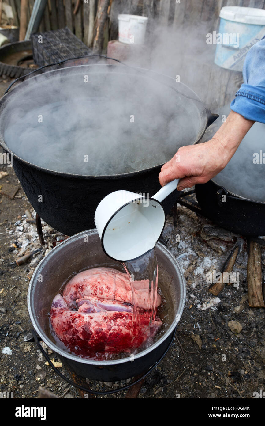 Main d'un vieux fermier woman pouring l'eau bouillie sur les poumons de porc fraîchement massacrés Banque D'Images