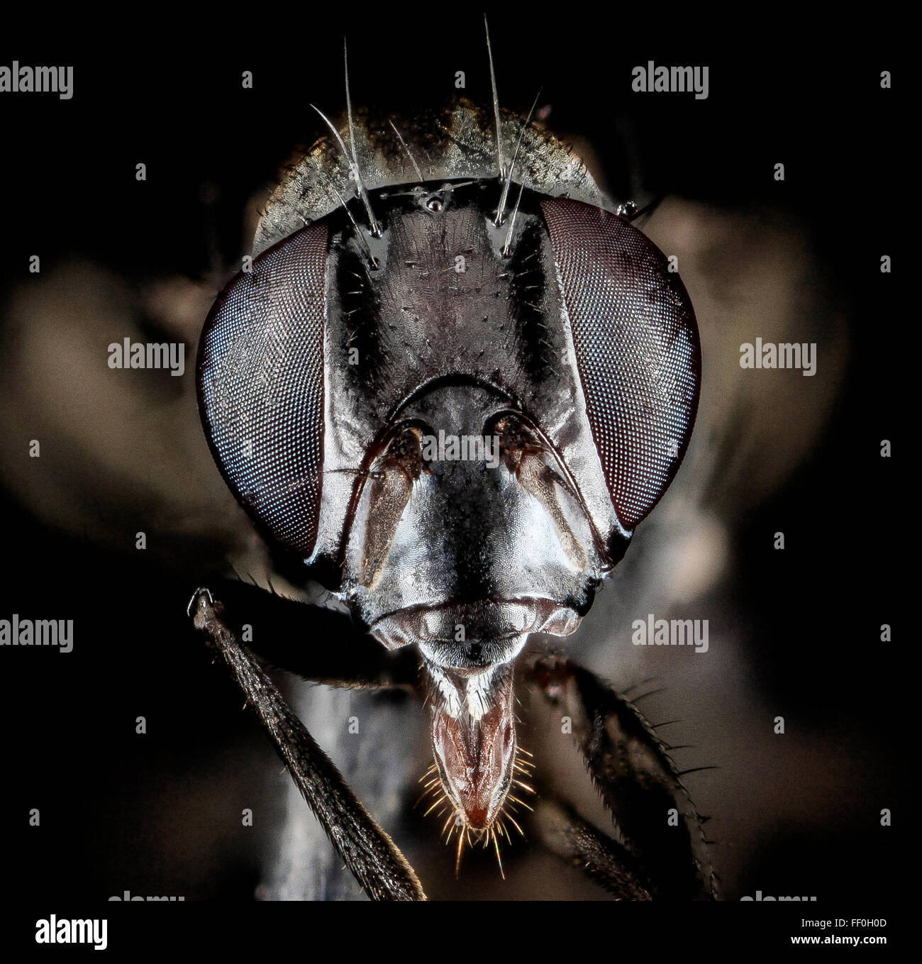 Tritoxa flexa, une espèce de mouche ailée, a été photographiée dans le Maryland, mettant en valeur sa coloration noire caractéristique et son anatomie détaillée. Cette macro-image met en évidence l'importance de la mouche dans les écosystèmes locaux. Banque D'Images