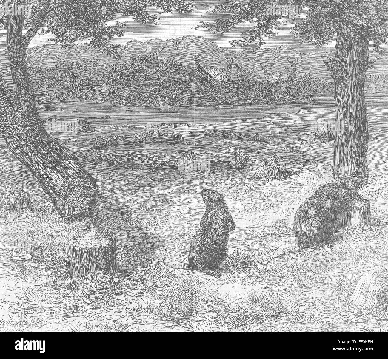 La guerre civile nous Castors à couper des arbres 1862. Illustrated London News Banque D'Images