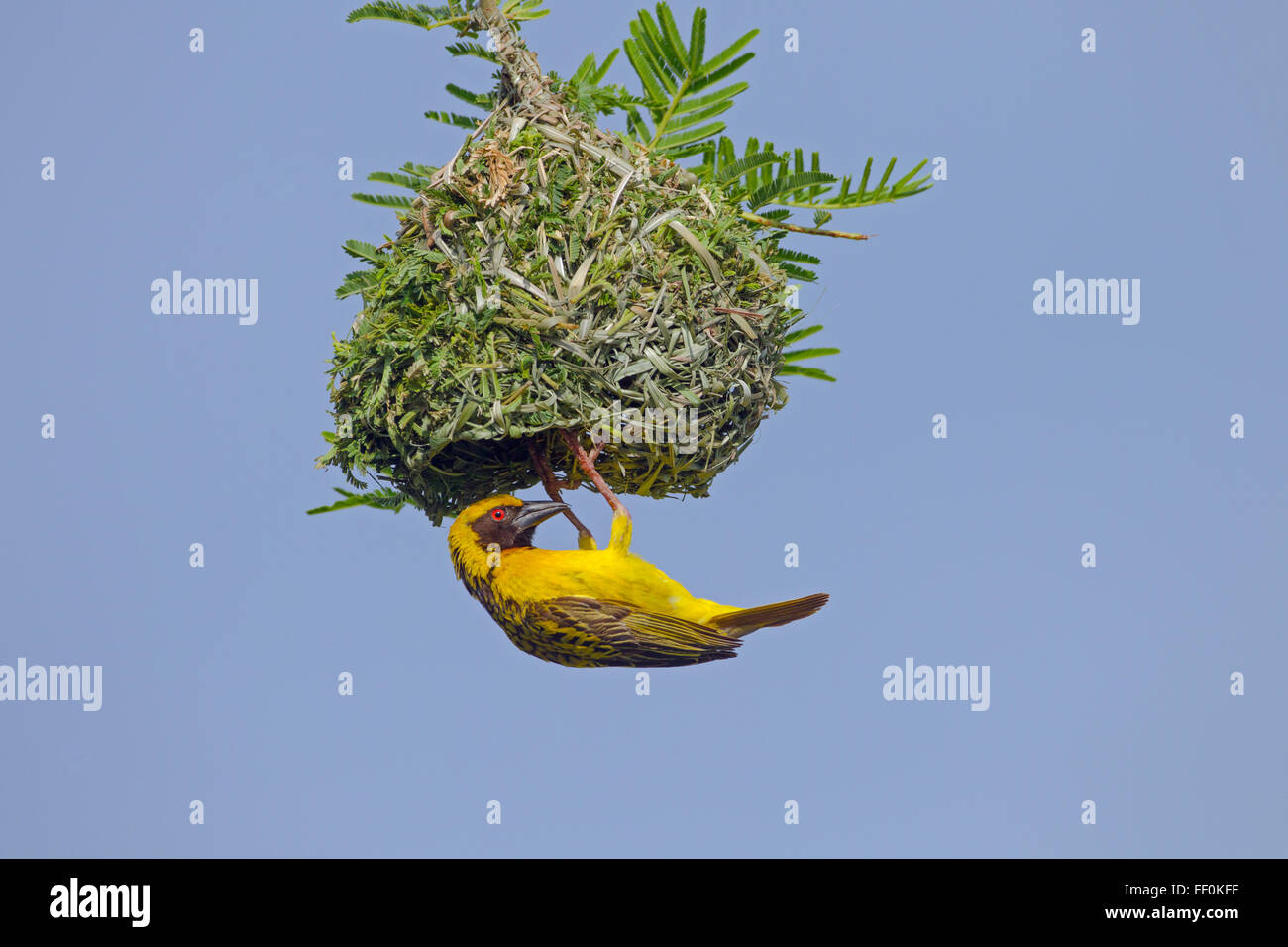 Le sud de Masked Weaver Ploceus velatus installation des hommes Banque D'Images