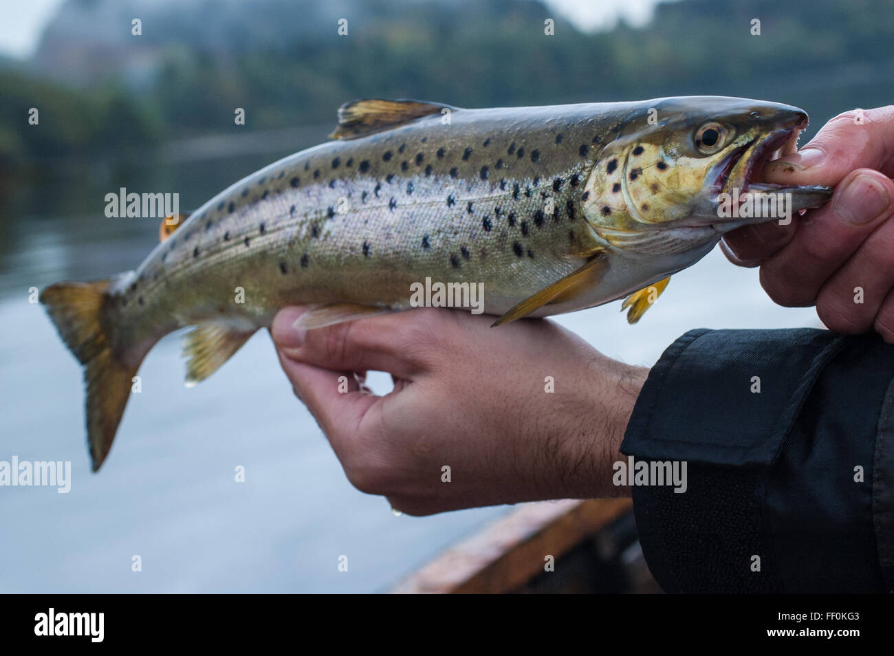 peche truite a la main
