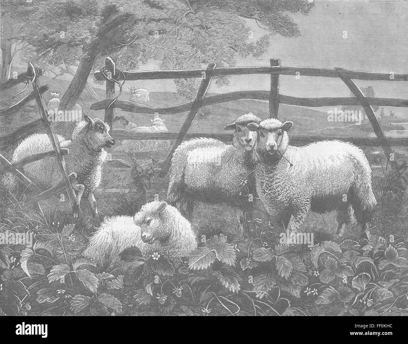 'Tis moutons occasion qui fait voleur 1879. Illustrated London News Banque D'Images