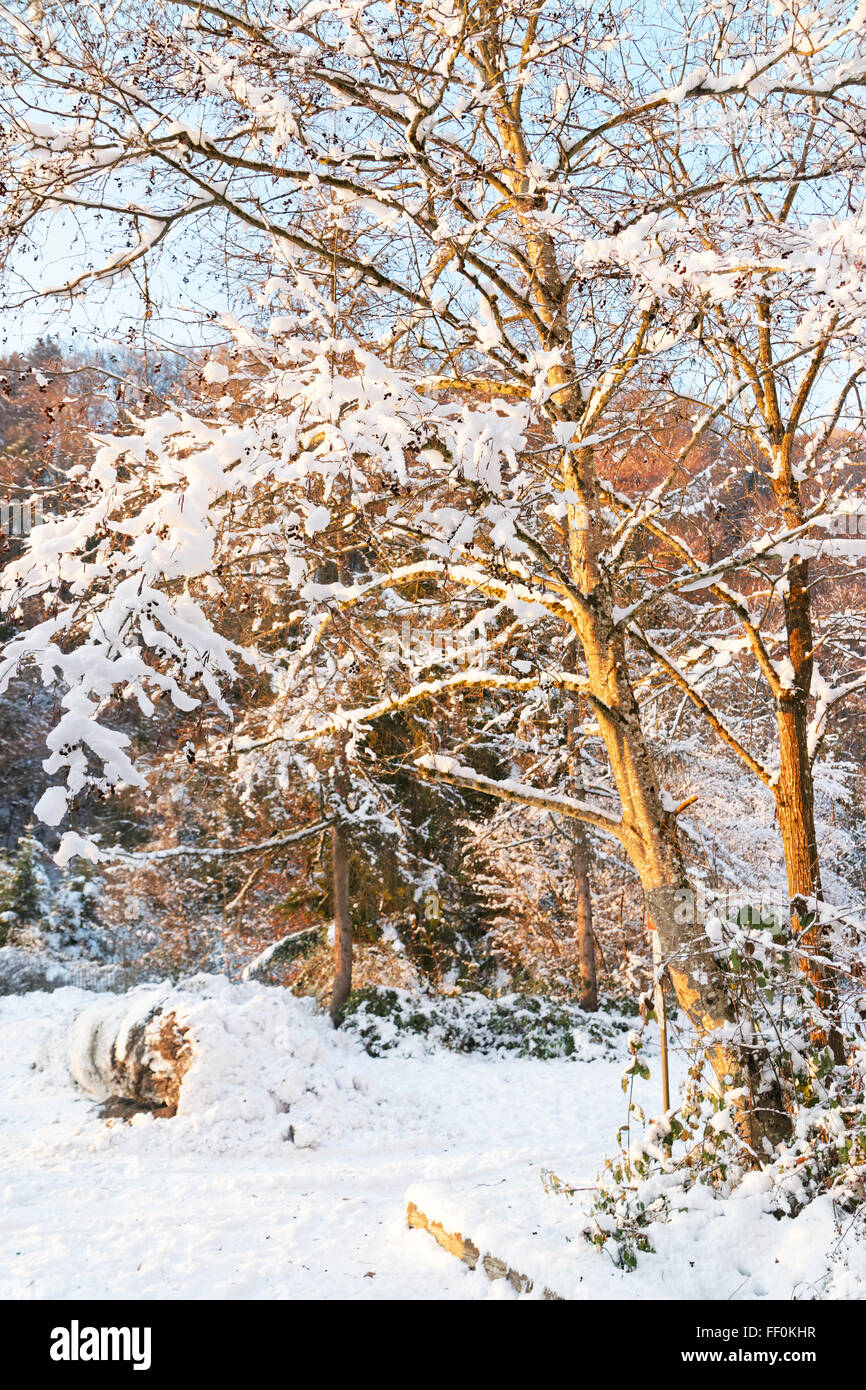 L'hiver et la neige a couvert des arbres à Les Mines de Sel de Bex en Suisse. Le complexe minier de sel est inscrit comme site du patrimoine suisse d'importance nationale. Banque D'Images