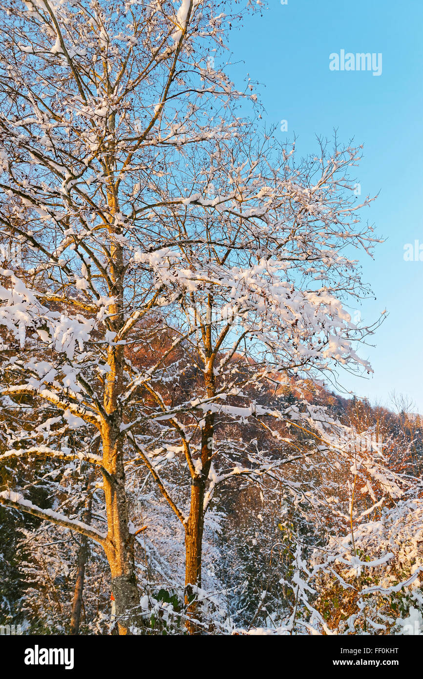 La neige a couvert des arbres dans les mines de sel de Bex en Suisse en hiver. Le complexe minier de sel est inscrit comme site du patrimoine suisse d'importance nationale. Banque D'Images