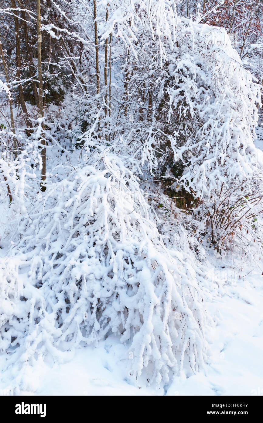 La neige a couvert des arbres près de mine de sel de Bex en Suisse en hiver. Le complexe minier de sel est inscrit comme site du patrimoine suisse d'importance nationale. Banque D'Images