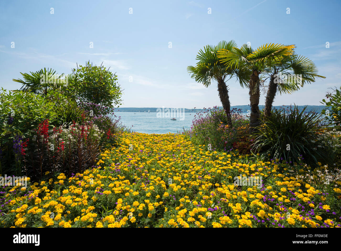 Parterre de fleurs avec des palmiers sur le bord de mer, lac de Constance, Überlingen, Bade-Wurtemberg, Allemagne Banque D'Images