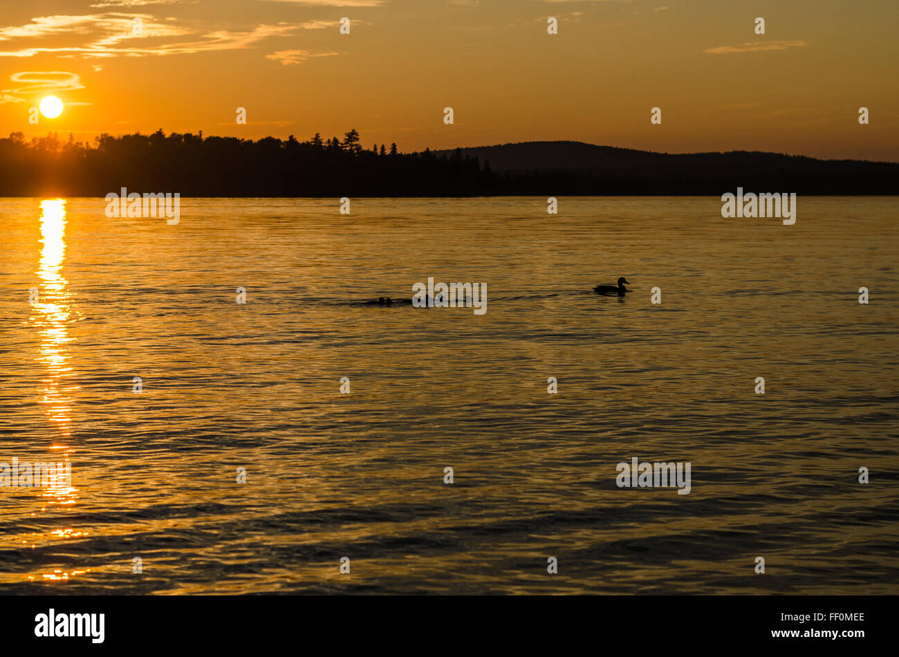 La silhouette d'un cane menant ses six canetons sur le lac sur une le soir. Banque D'Images