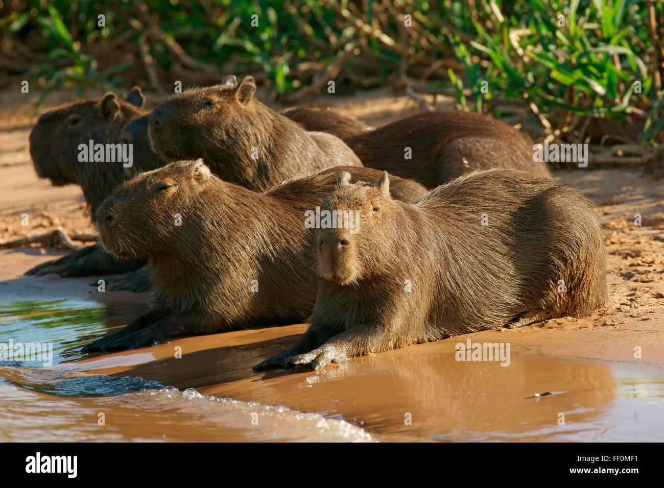 Les Capybaras (hydrochaeris hydrochaeris) sur banc en rivière, Pantanal, Mato Grosso, Brésil Banque D'Images