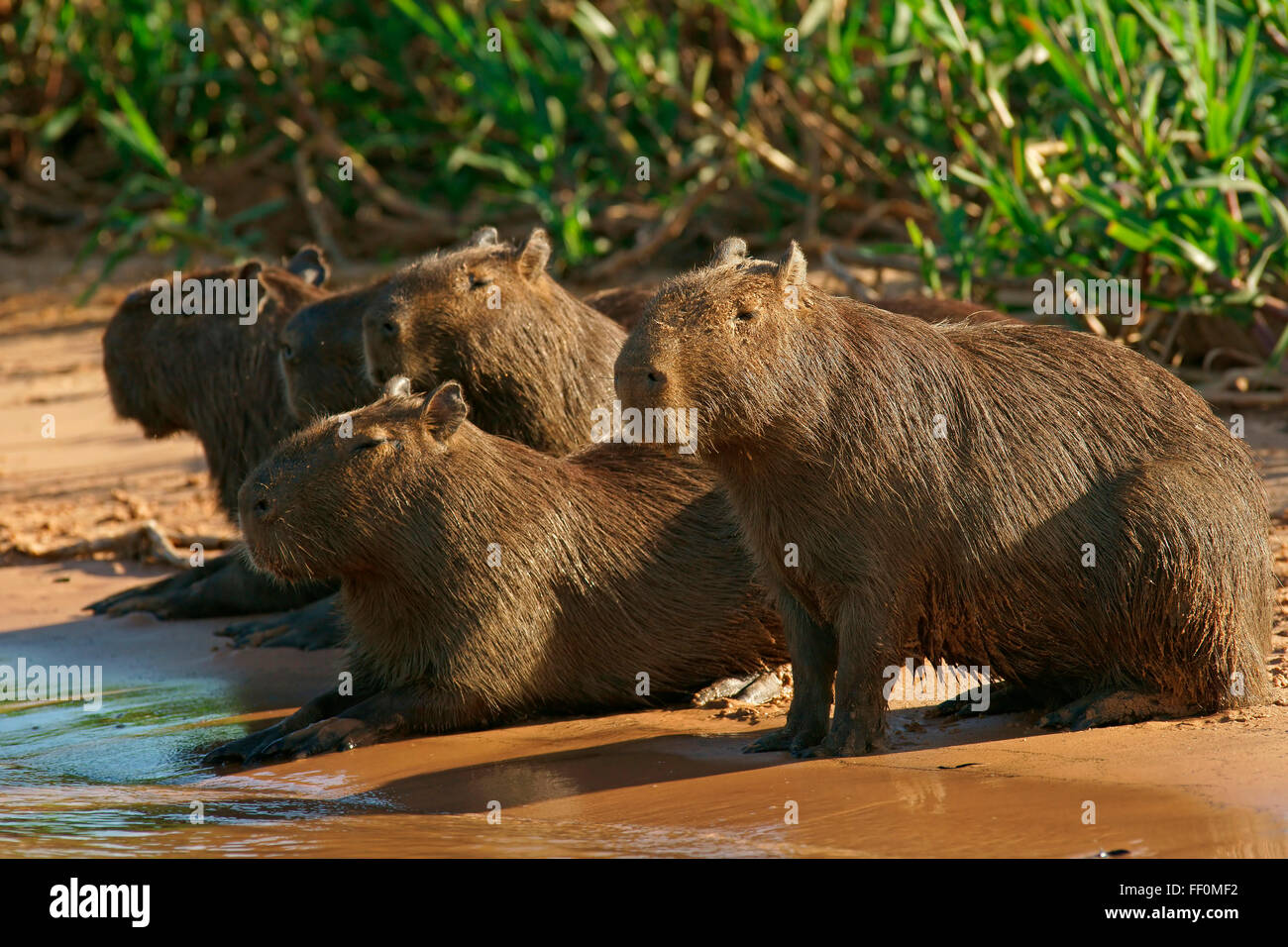 Capybaras Pantanal Banque De Photographies Et D images Haute capybaras-pantanal-banque-de-photographies-et-d-images-haute