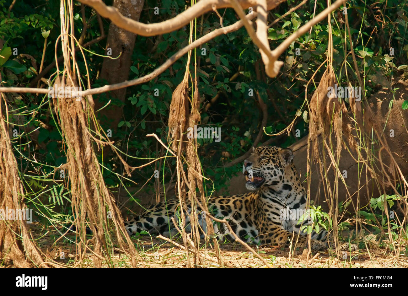 Jaguar (Panthera onca) lying on riverbank en vertu de l'arbre, camouflé, Pantanal, Mato Grosso, Brésil Banque D'Images