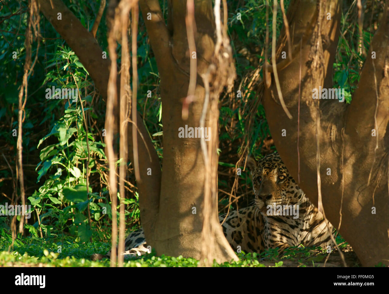 Jaguar (Panthera onca) lying on riverbank en vertu de l'arbre, camouflé, Pantanal, Mato Grosso, Brésil Banque D'Images