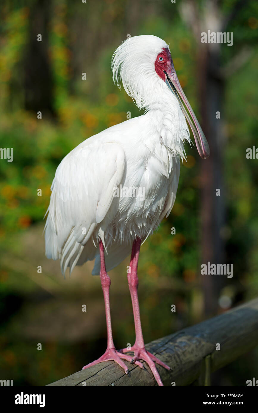 La Spatule blanche (Platalea alba), Birds of Eden bird park, Plettenberg Bay, Garden Route, Western Cape, Afrique du Sud Banque D'Images