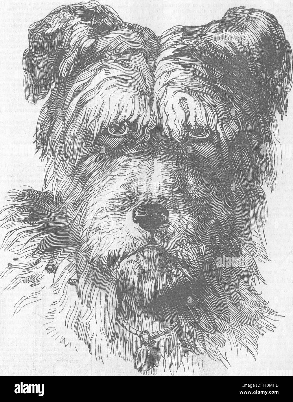 Emilie 1846 chiens. Le Pictorial Times Banque D'Images