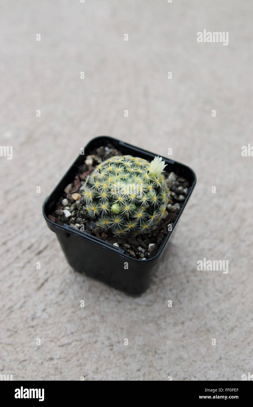 Mammillaria schiedeana ssp. giselae Banque D'Images