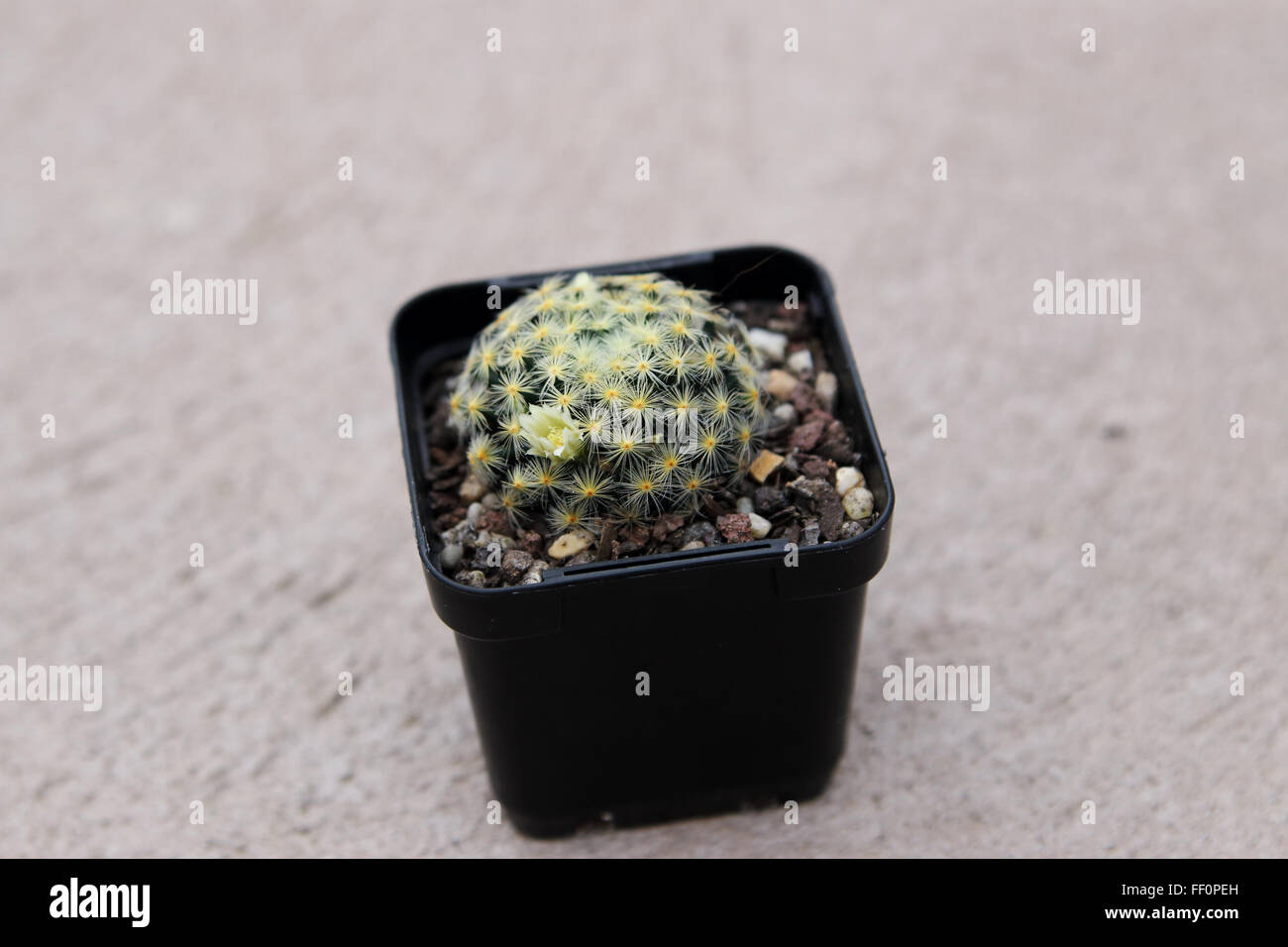 Mammillaria schiedeana ssp. giselae Banque D'Images