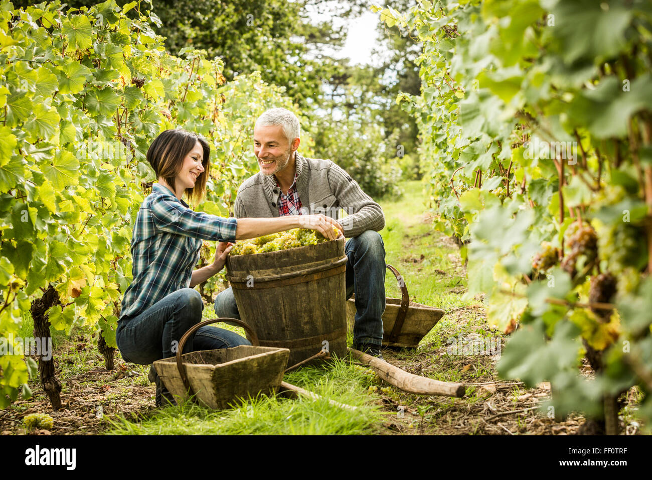 Les agriculteurs blancs picking grapes in vineyard Banque D'Images