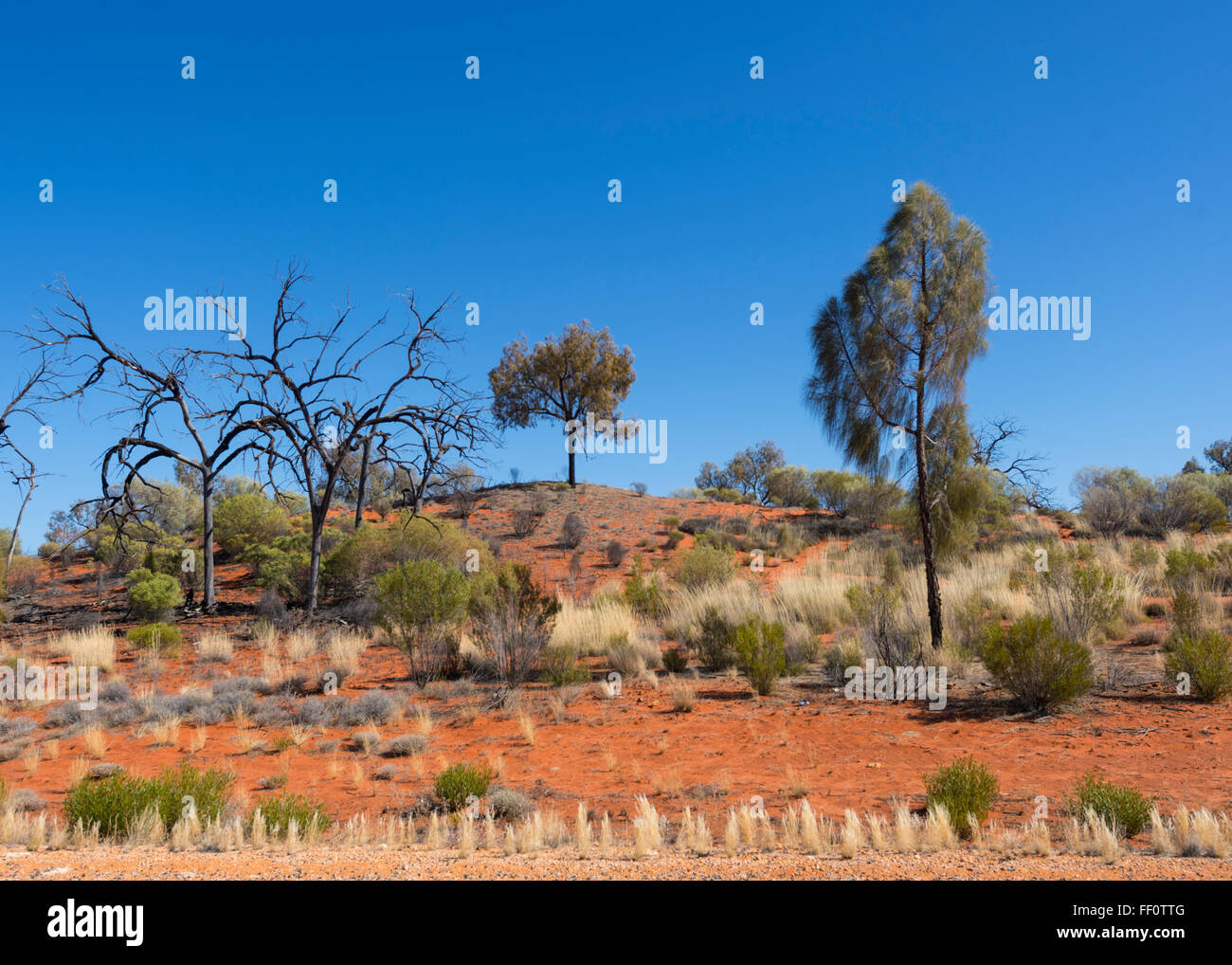 Près d'Alice Springs, Territoire du Nord, Australie Banque D'Images