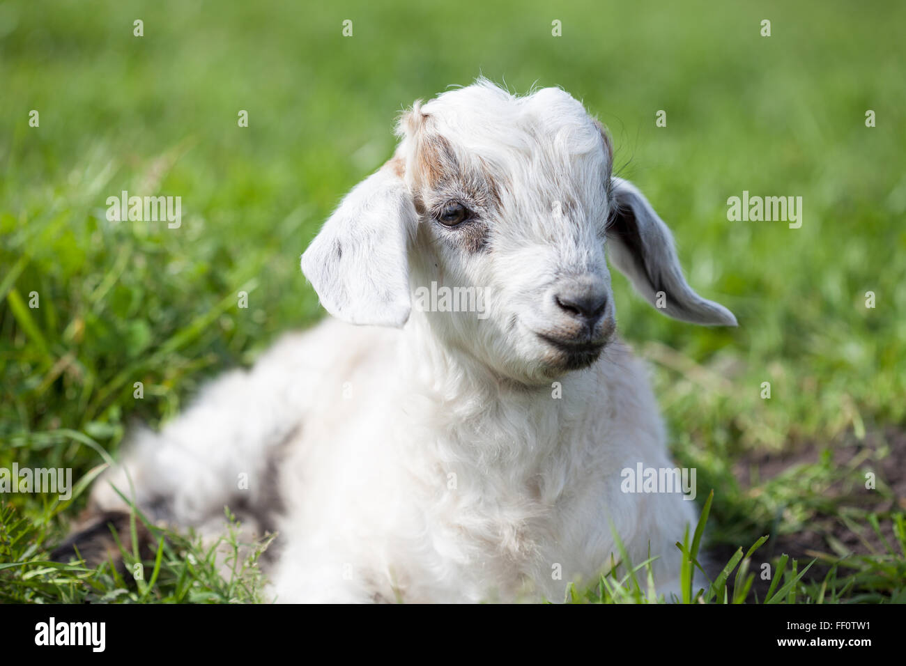Un bébé est assis dans l'herbe de chèvre. Banque D'Images