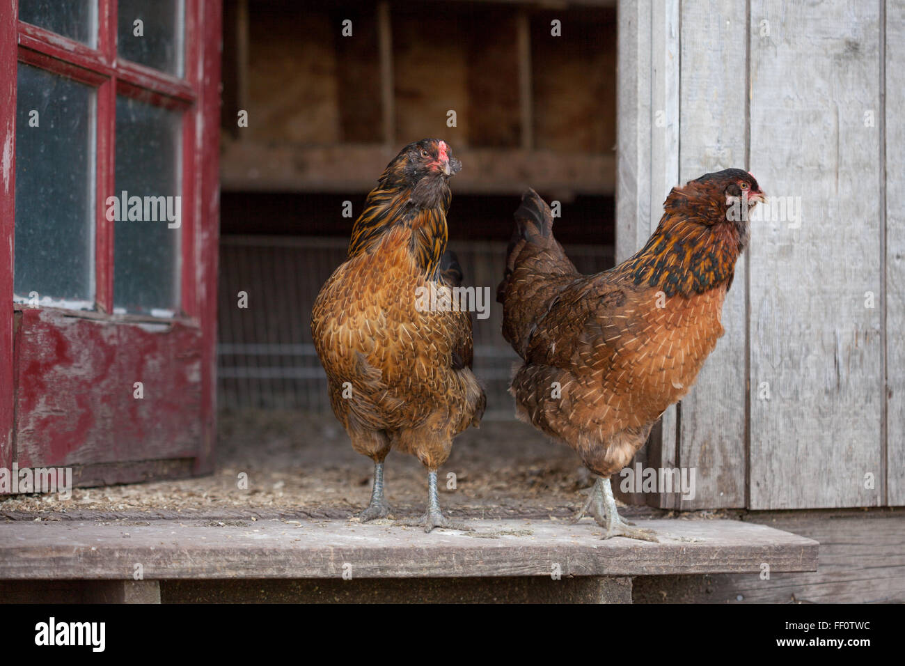 Un groupe de poules marcher dans l'embrasure d'un poulailler. Banque D'Images