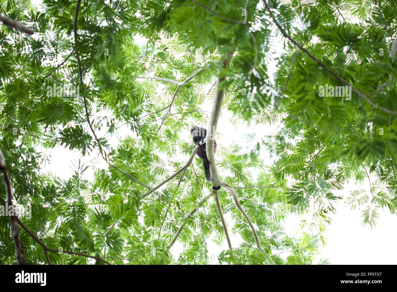 Une vue de dessous d'un singe hurleur dans un arbre en regardant le spectateur. Banque D'Images