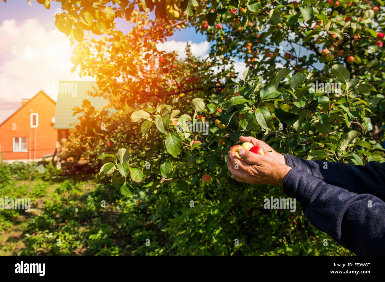 Caucasian farmer holding fruit in garden Banque D'Images