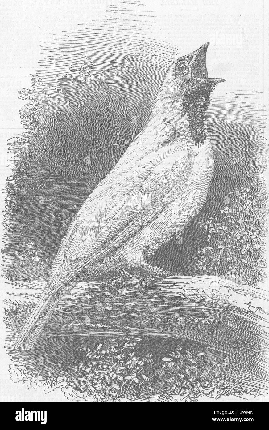 Bell-Bird les oiseaux de l'Amérique du Sud, le Zoo de Regent's Park, 1866. Illustrated London News Banque D'Images