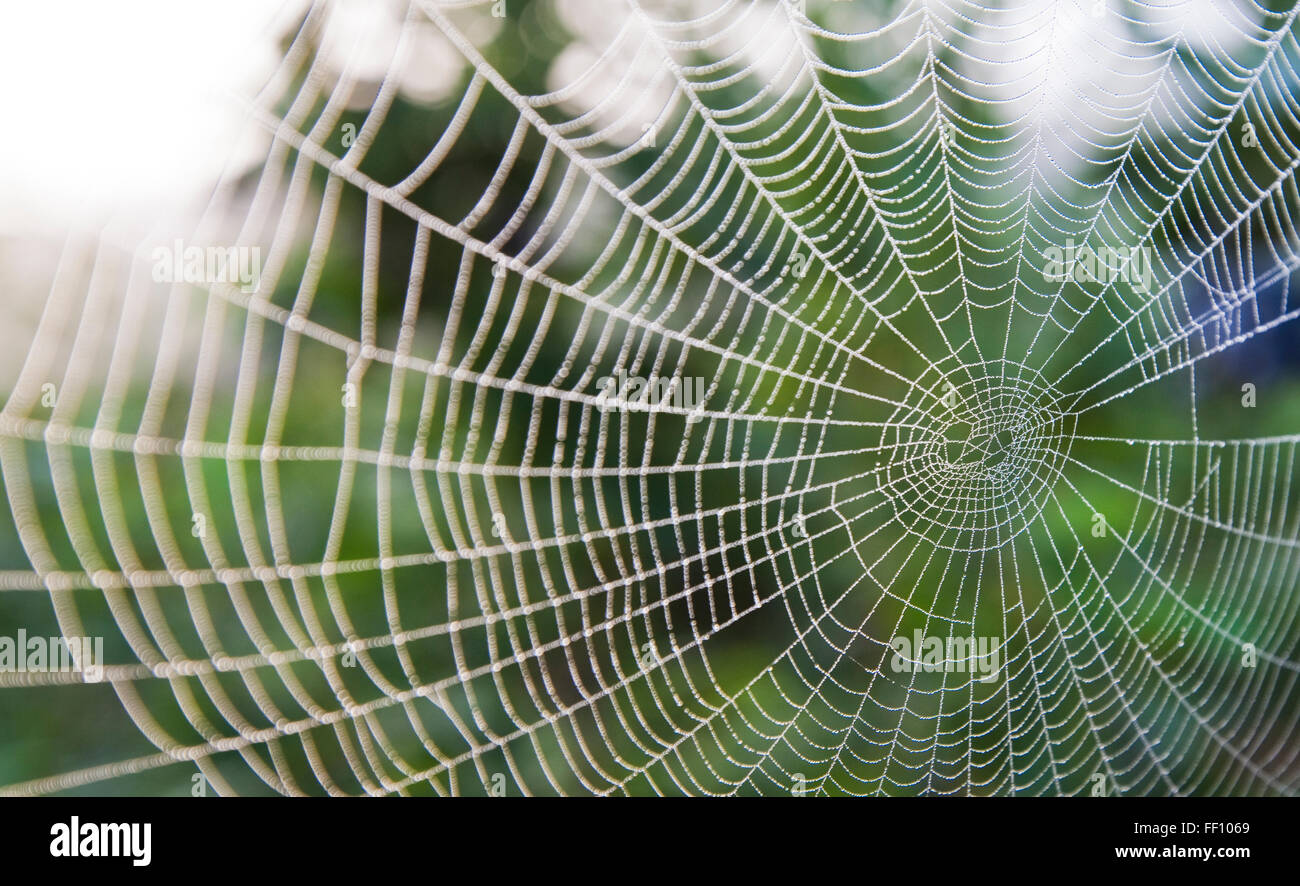 Close up of spider web Banque D'Images