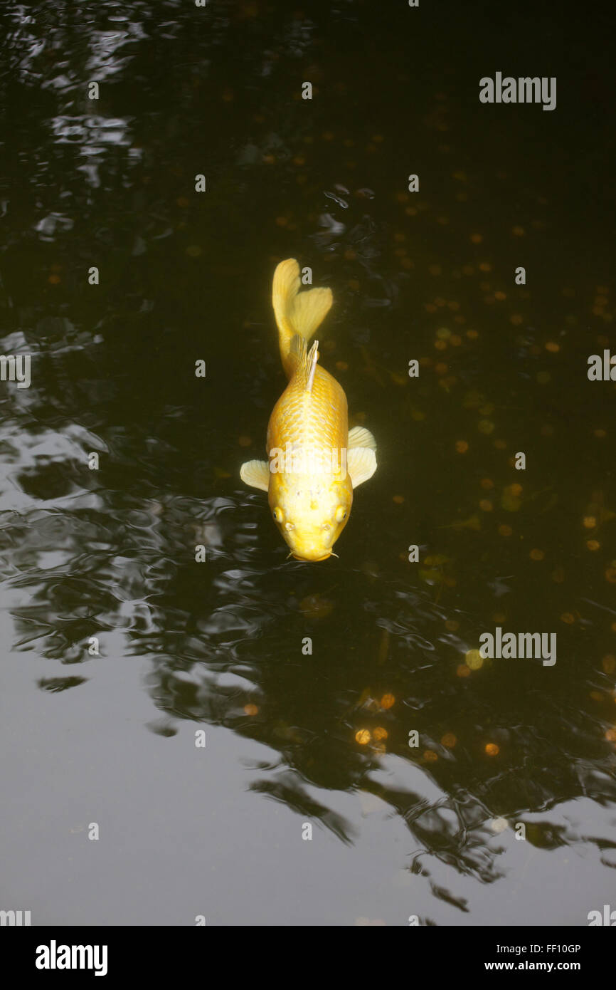 Un poisson nage ci jaune vers l'observateur. Banque D'Images