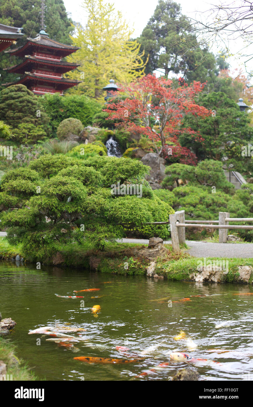 Coi poisson nageant dans un étang au premier plan d'un jardin japonais avec un bâtiment de style japonais dans l'arrière-plan. Banque D'Images