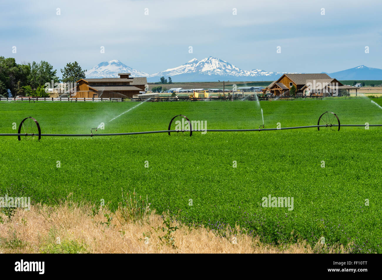 Domaine de la luzerne verte dans l'Est de l'Oregon en cours terres irriguées Banque D'Images