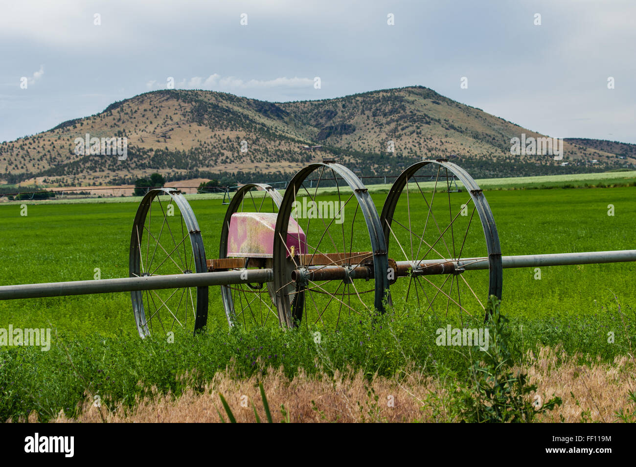 Système d'irrigation dans un champ de luzerne. L'Est de l'Oregon Banque D'Images