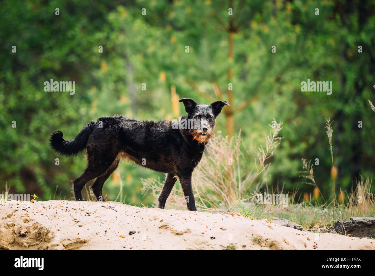 Chien De Chasse De Race Mélangée Photos Chien De Chasse De