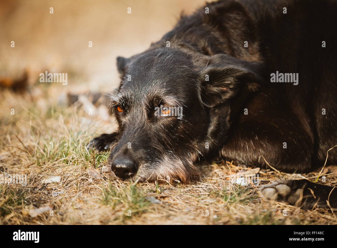 Petite taille Black Dog se reposant dans l'herbe sèche en plein air Saison Printemps Automne. Banque D'Images