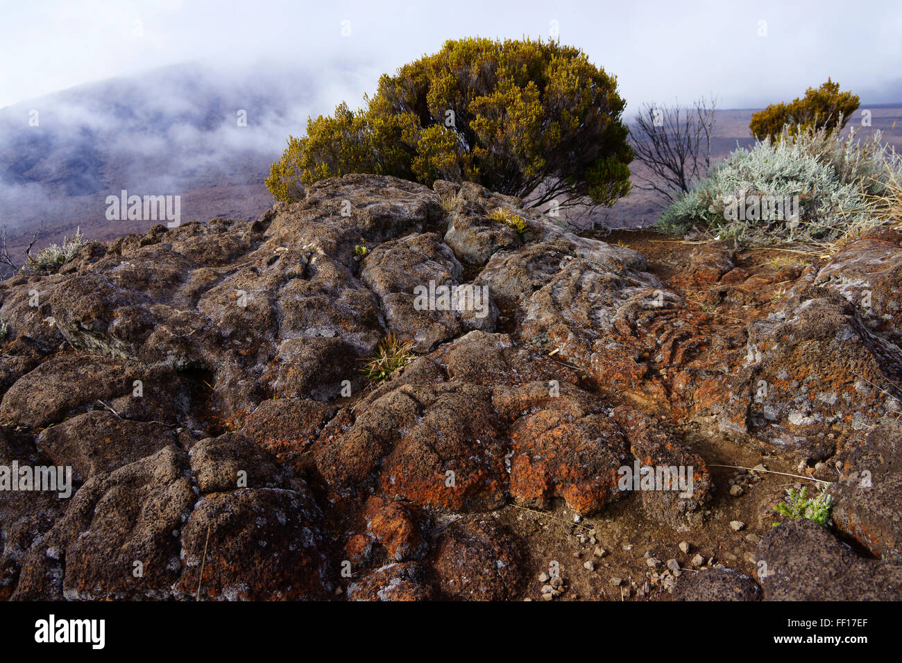 La pierre de lave et de la végétation sur les bord du cratère du volcan Piton de fournaise, île de La Réunion, France Banque D'Images