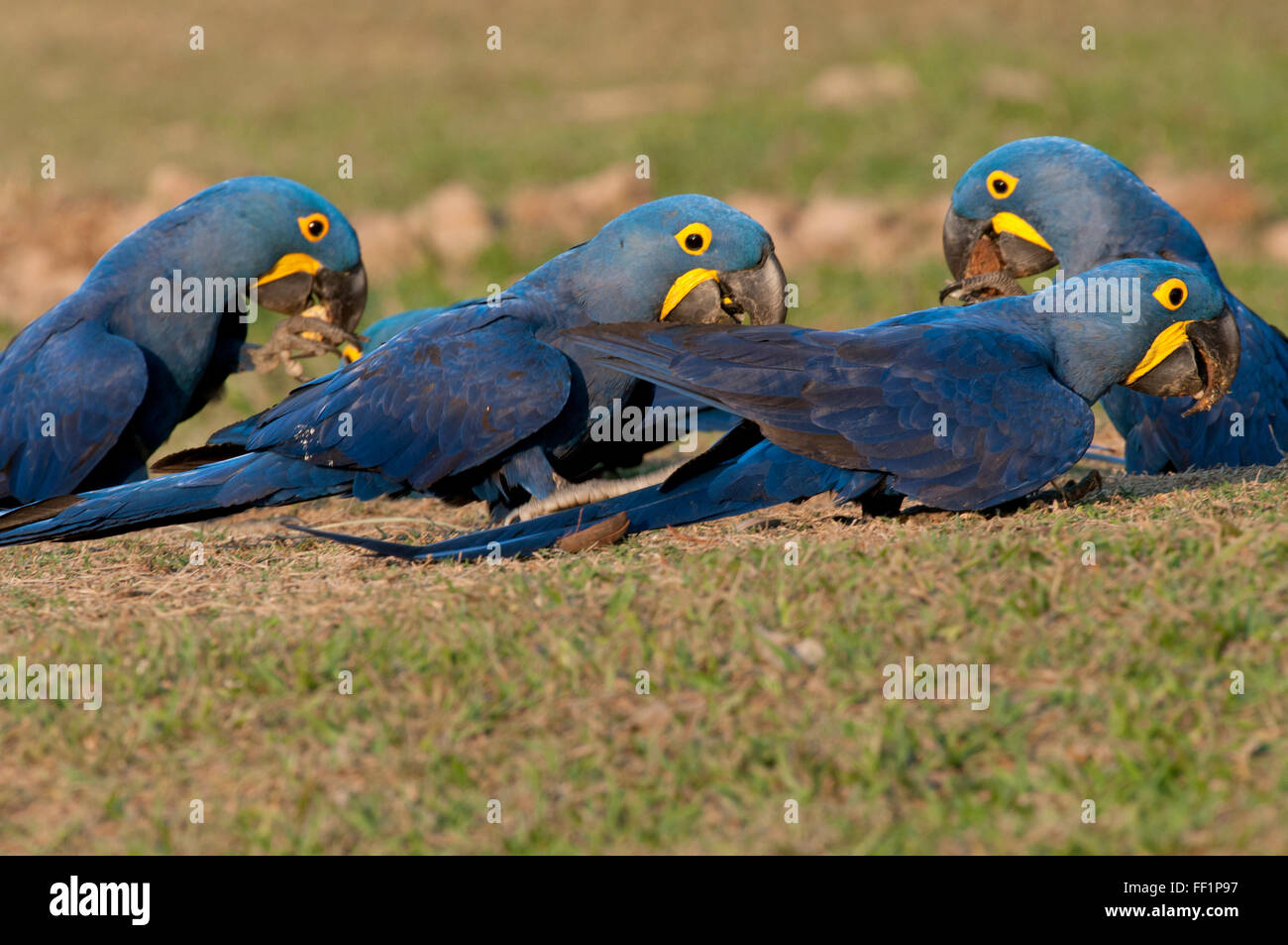 (Anodorhynchus hyacinthinus Hyacinth macaws) pour la recherche des minéraux (éléments nutritifs) dans le Pantanal Brésilien Banque D'Images