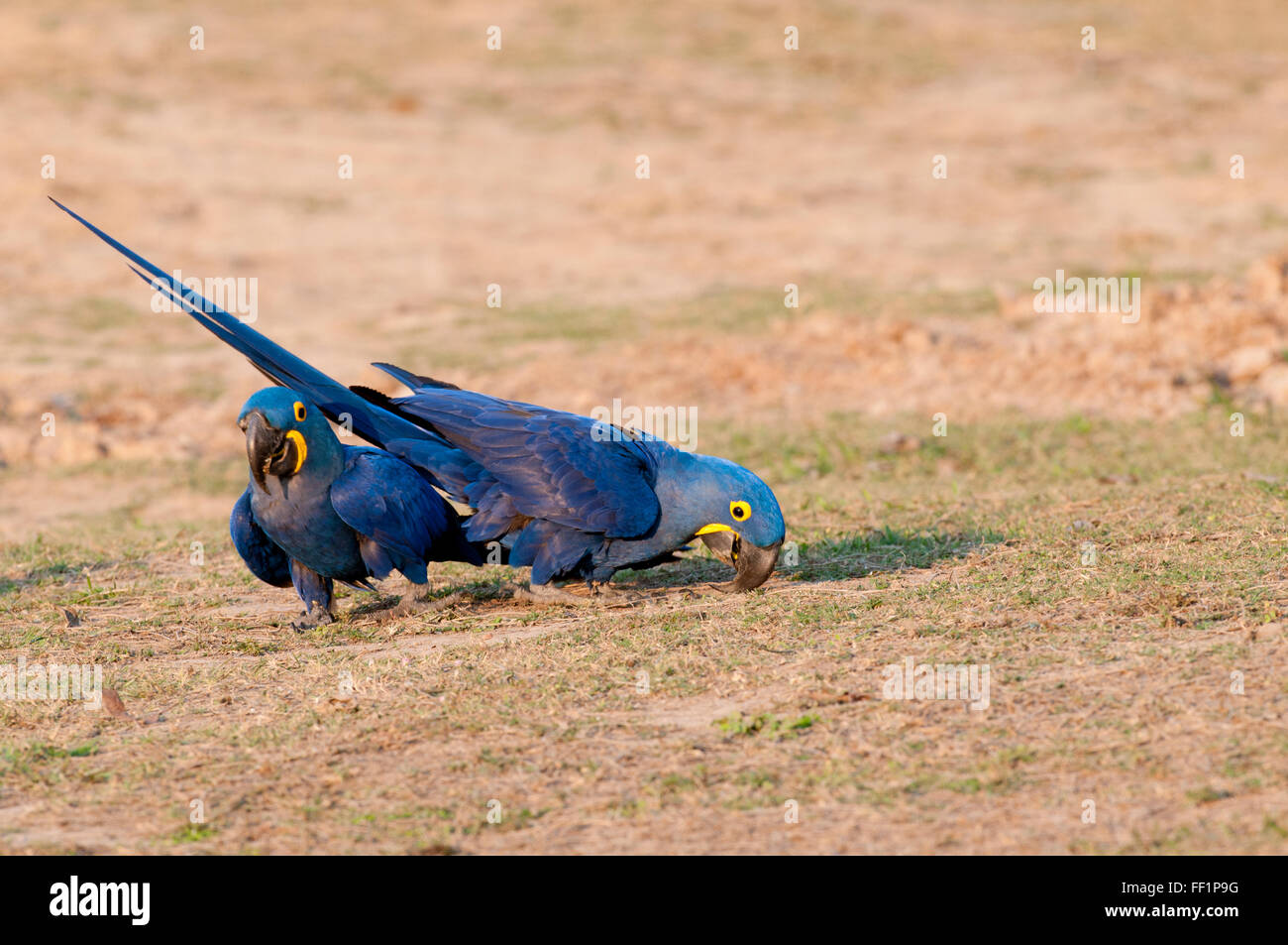 (Anodorhynchus hyacinthinus Hyacinth macaws) pour la recherche des minéraux (éléments nutritifs) dans le Pantanal Brésilien Banque D'Images
