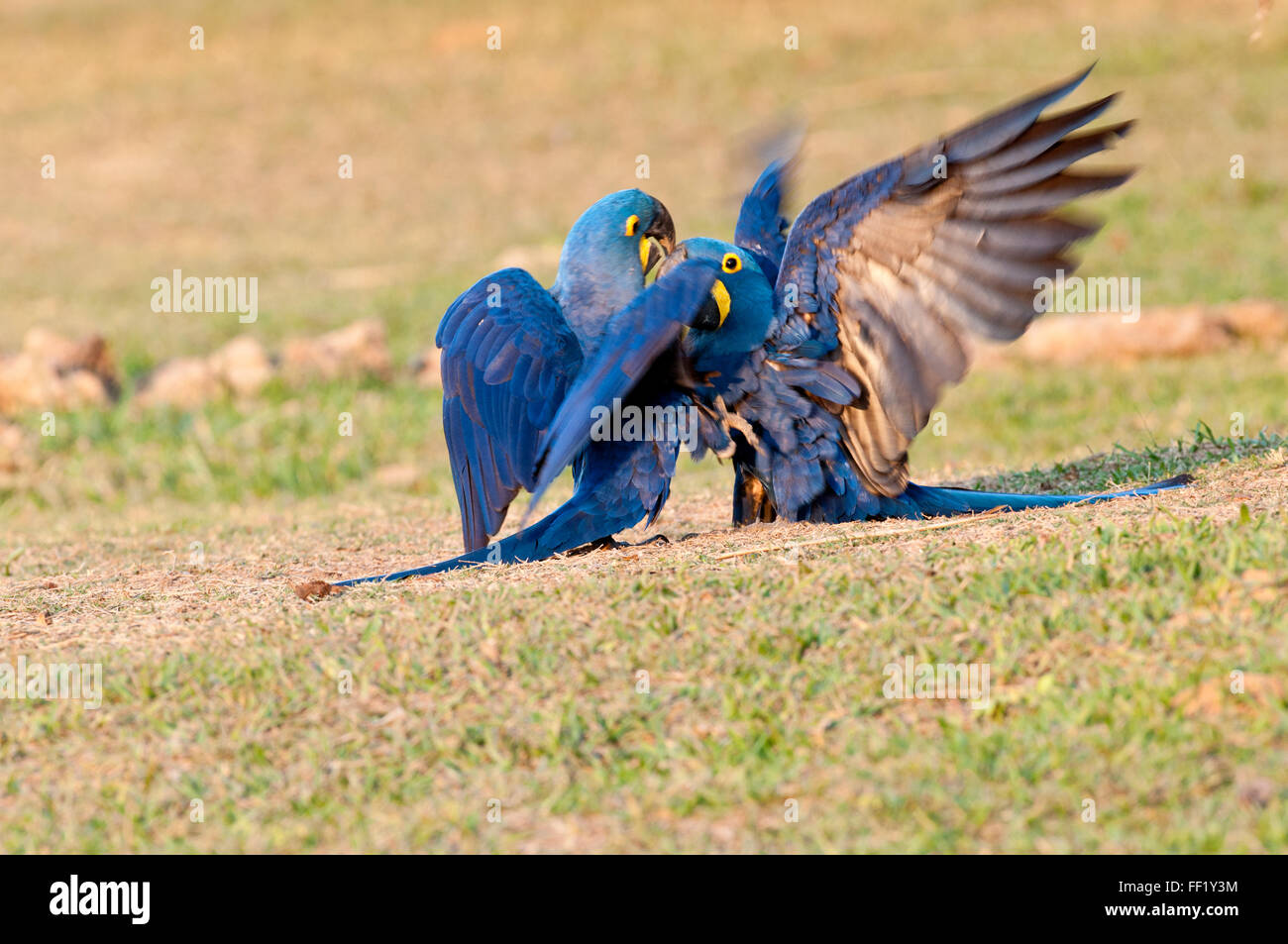 (Anodorhynchus hyacinthinus Hyacinth macaws) interagissent dans le Pantanal Brésilien Banque D'Images