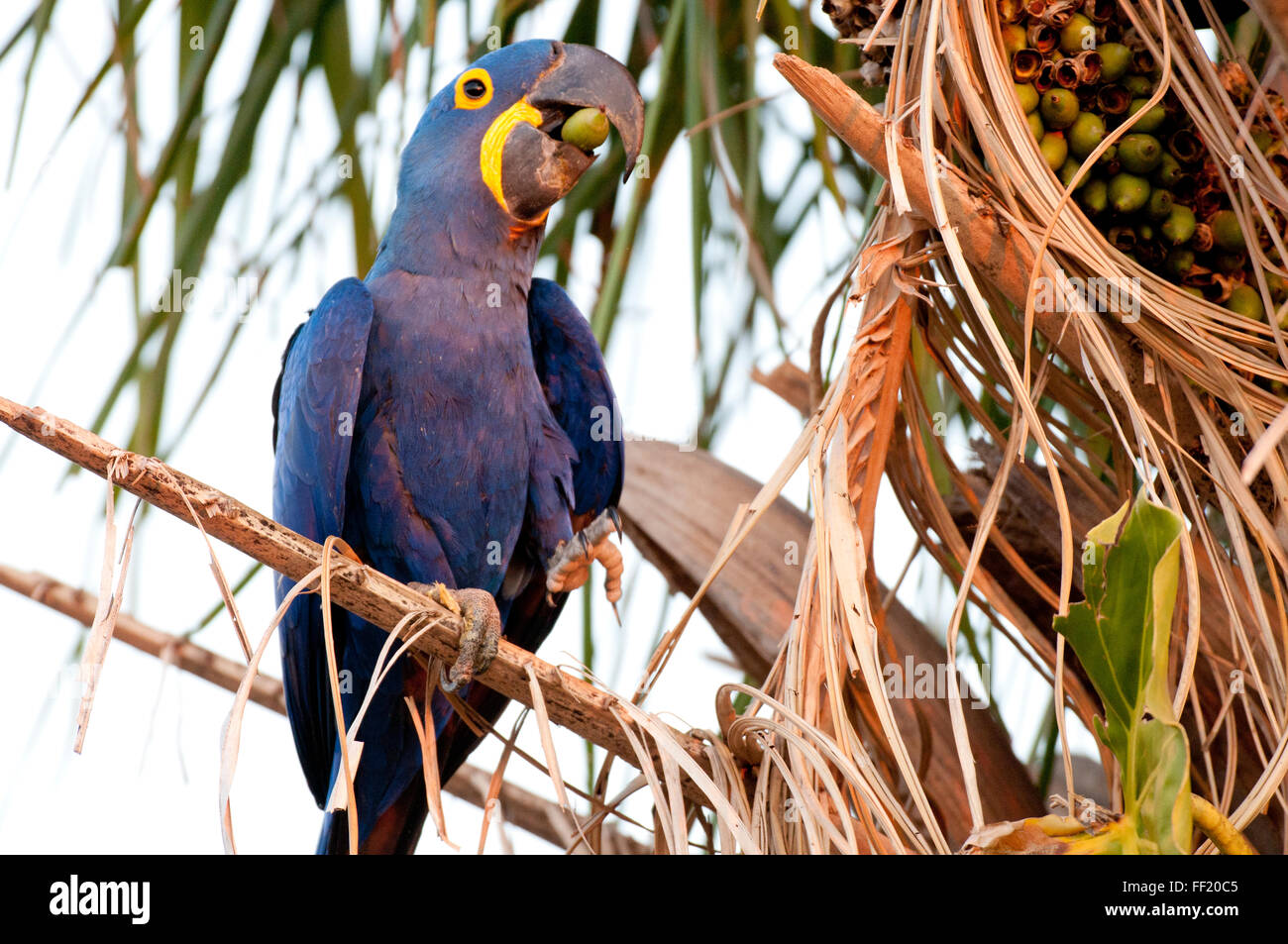 Anodorhynchus hyacinthinus Hyacinth macaw (palmier) en mangeant une noix dans le Pantanal Brésilien Banque D'Images