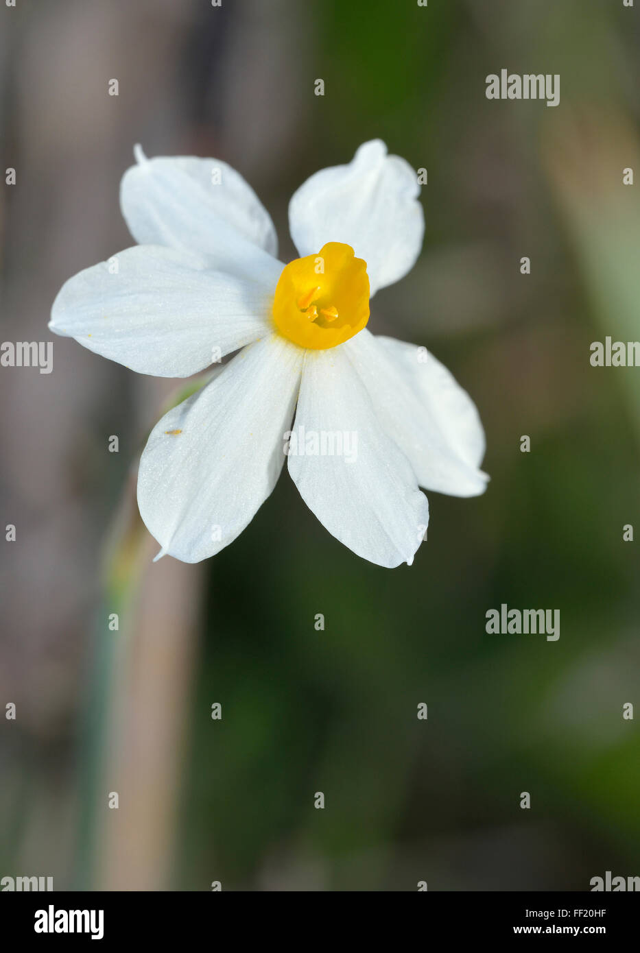 Polyanthus Narcissus Narcissus tazetta - Ampoule de floraison d'automne à partir de Chypre Banque D'Images