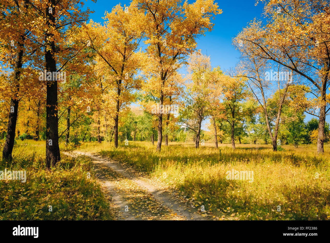 Route Chemin Chemin Sentier sur Sunny Day Sunny en automne les arbres forestiers. Nature Bois Soleil Contexte Banque D'Images